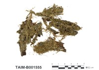 藏品(鱗苔)的圖片